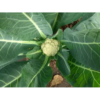 Cauliflower (35)-611321-3217.webp